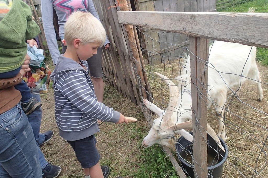 děti hladí kozy